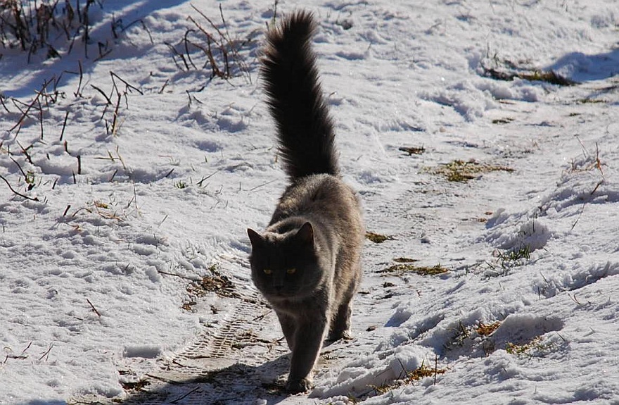 Barsik im Schnee.JPG - Barsik